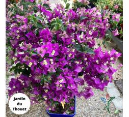 BOUGAINVILLIER SUR TIGE