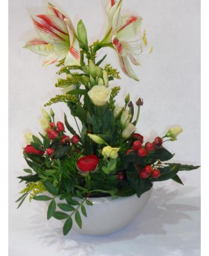 Hiver et ses amaryllis 