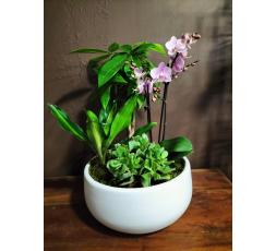 Jardin de plantes intérieur