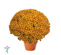 Chrysanthème