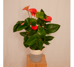 Anthurium 