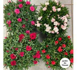 Coupe d'oeillets vivaces