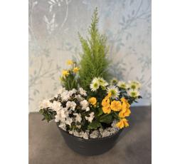 Couple de plantes colorées