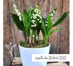 Muguet en pot 6 brins - du 28 avril au 2 mai