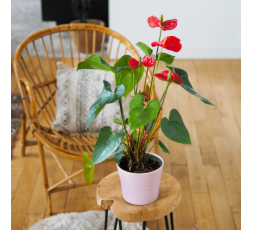 Anthurium rouge