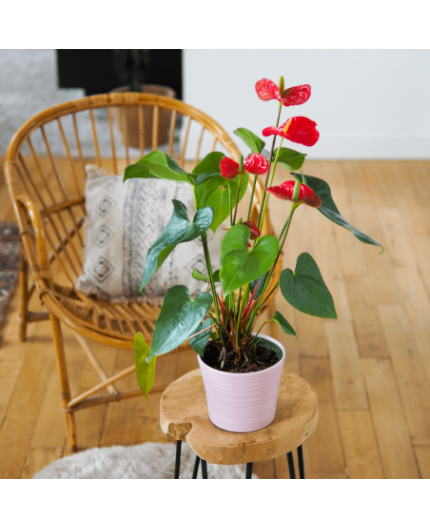 Anthurium rouge