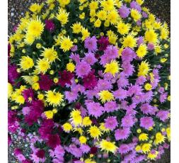 Chrysanthème Tricolore