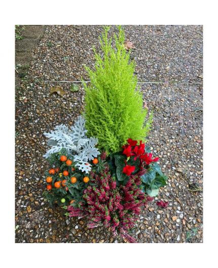 Coupe de plantes Petit Modèle