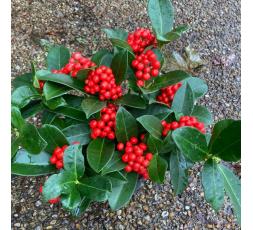 Skimmia fruits et fleurs
