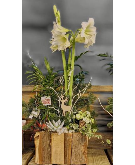 Composition plantes Noël