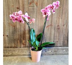 Orchidée phalaenopsis colorée