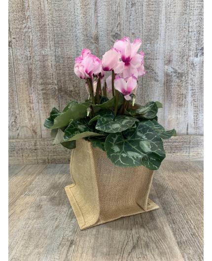 Cyclamen