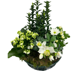 Coupes de plantes hivernale