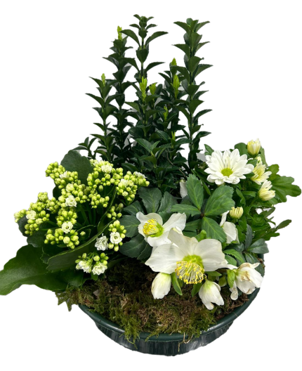 Coupes de plantes hivernale