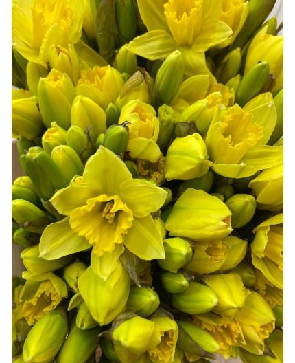 Brassée de jonquilles 