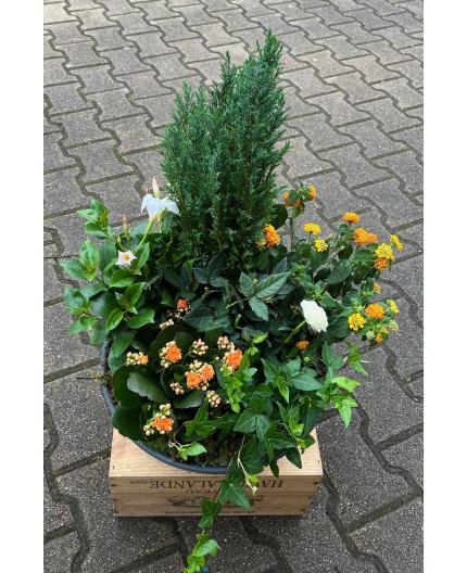 Coupe de plantes Floral