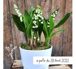Muguet en pot 6 brins - du 28 avril au 2 mai