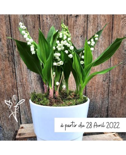 Muguet en pot 6 brins - du 28 avril au 2 mai