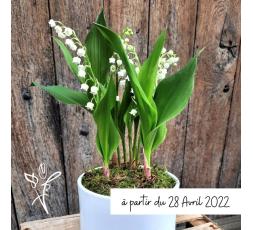 Muguet en pot 3 brins - du 28 avril au 2 mai