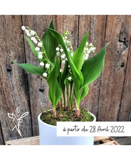 Muguet en pot 3 brins - du 28 avril au 2 mai