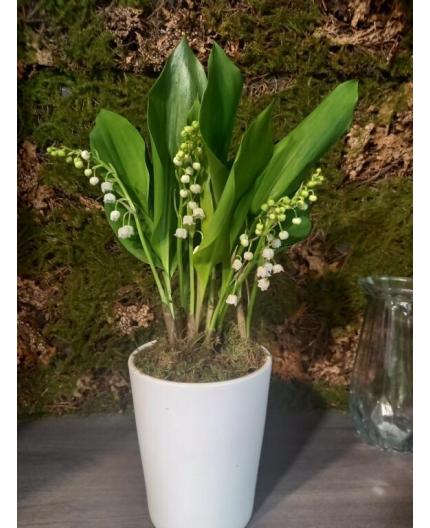 Muguet en pot 6 brins - du 28 avril au 2 mai
