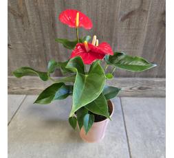 Anthurium et son cache pot