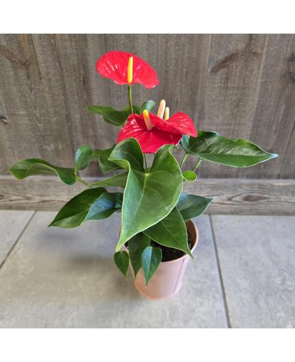 Anthurium et son cache pot