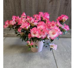 Azalée et son cache pot 