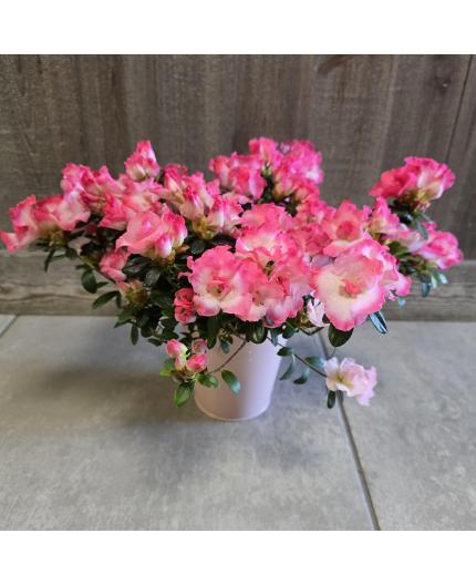 Azalée et son cache pot 