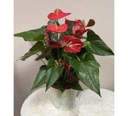 Anthurium