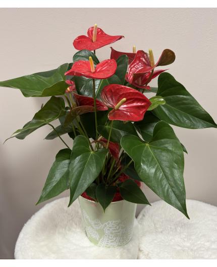 Anthurium