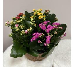 Kalanchoe