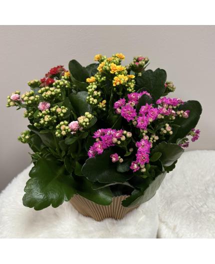Kalanchoe