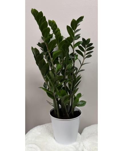 Zamioculcas