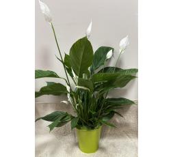Spathiphyllum