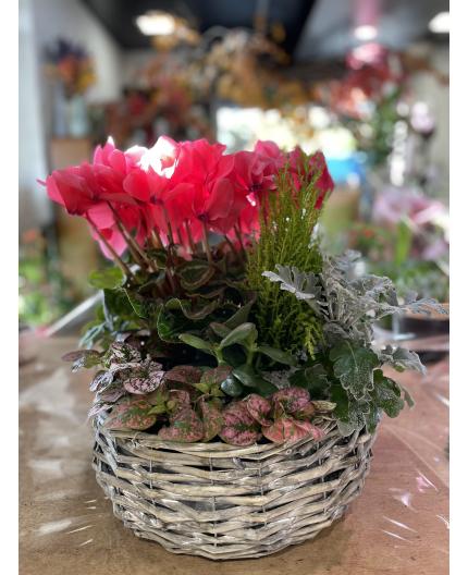 Coupe de plantes Souvenir