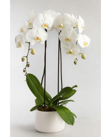 Orchidée et cache-pot 