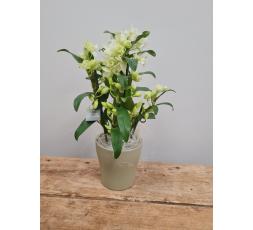 Orchidée - Dendrobium