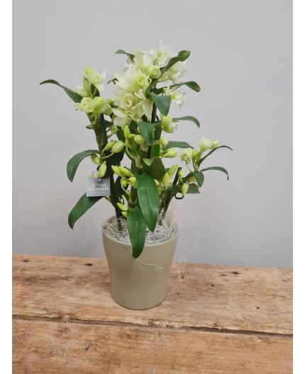 Orchidée - Dendrobium