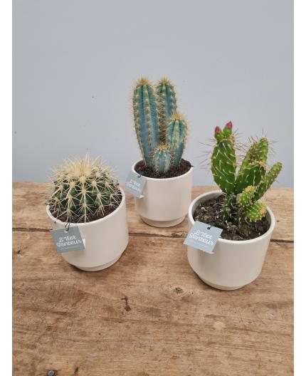 Cactus et son cache-pot