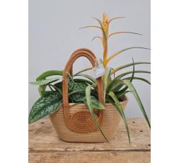 Panier de plantes tropicales