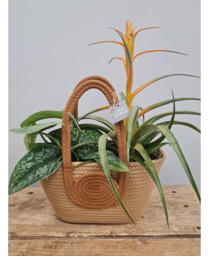 Panier de plantes tropicales