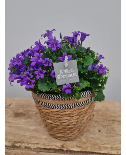 Campanule dans son panier