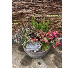 Coupe de plantes Floral
