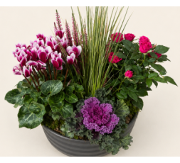 Coupe de plantes Souvenir