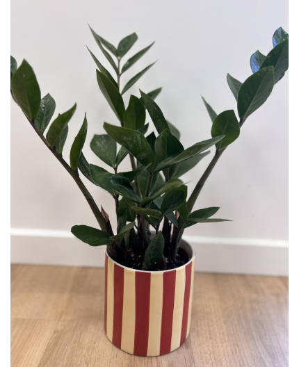 Zamioculcas