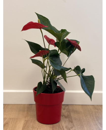 Anthurium