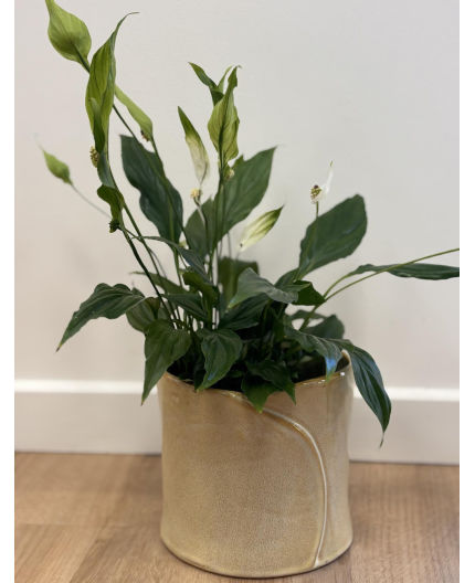 Spathiphyllum