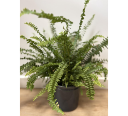Nephrolepis