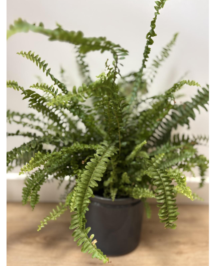 Nephrolepis